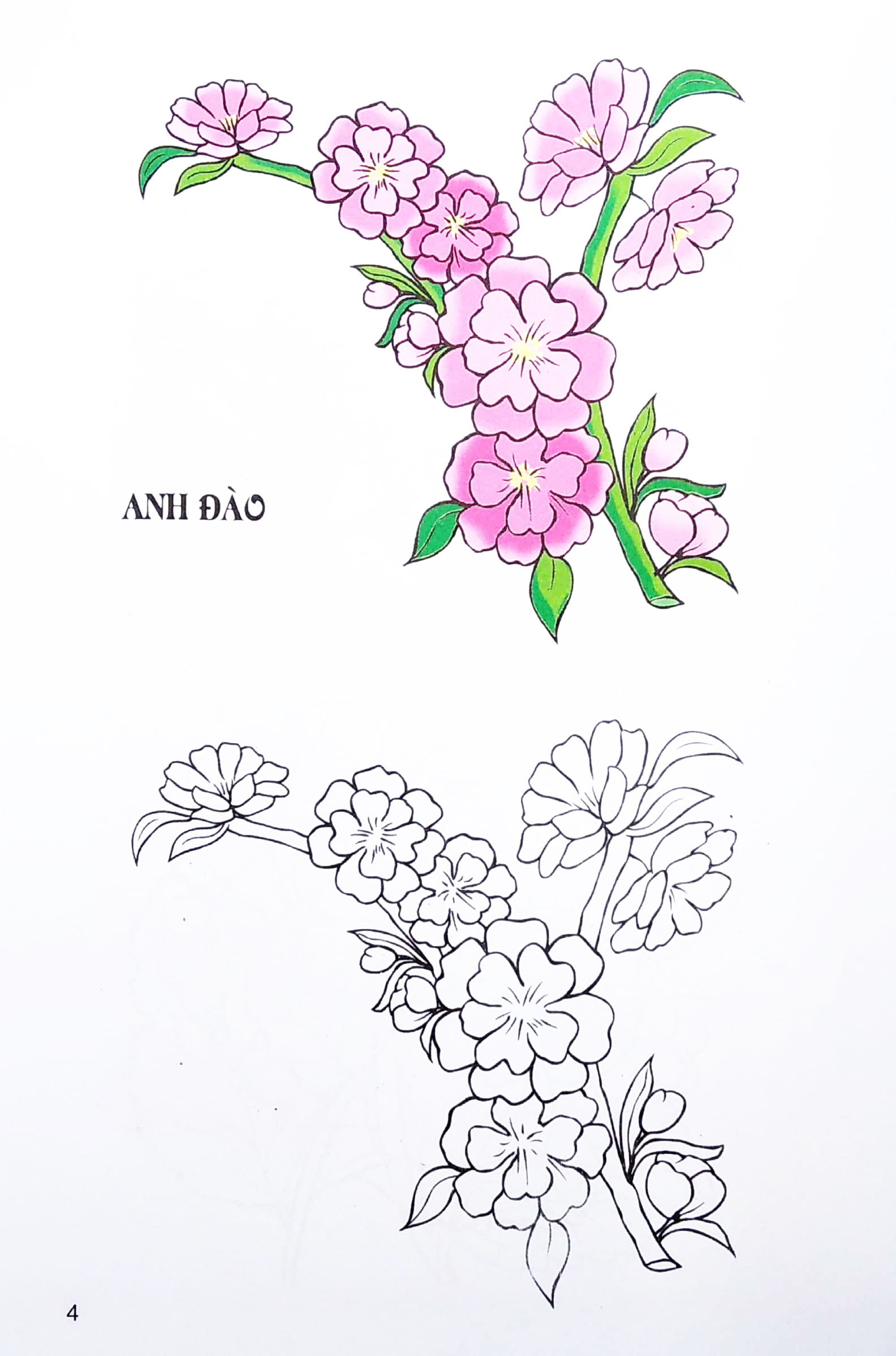 tập tô màu các loại hoa - Ảnh 5