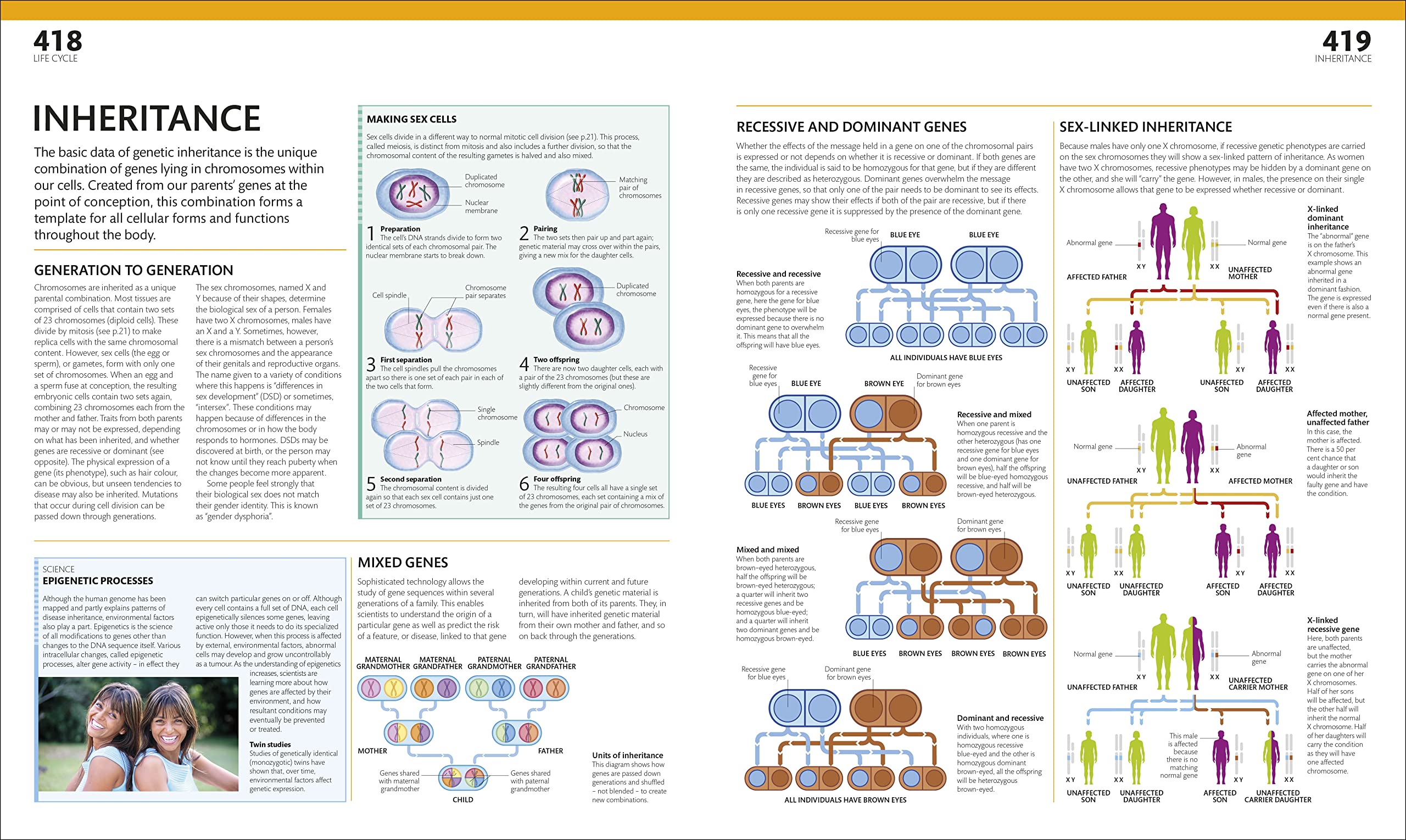 the complete human body -the definitive visual guide - Ảnh 10