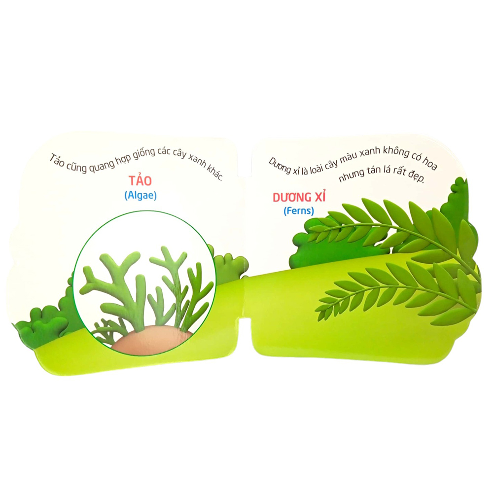thế giới trong mắt em - thực vật - Ảnh 6