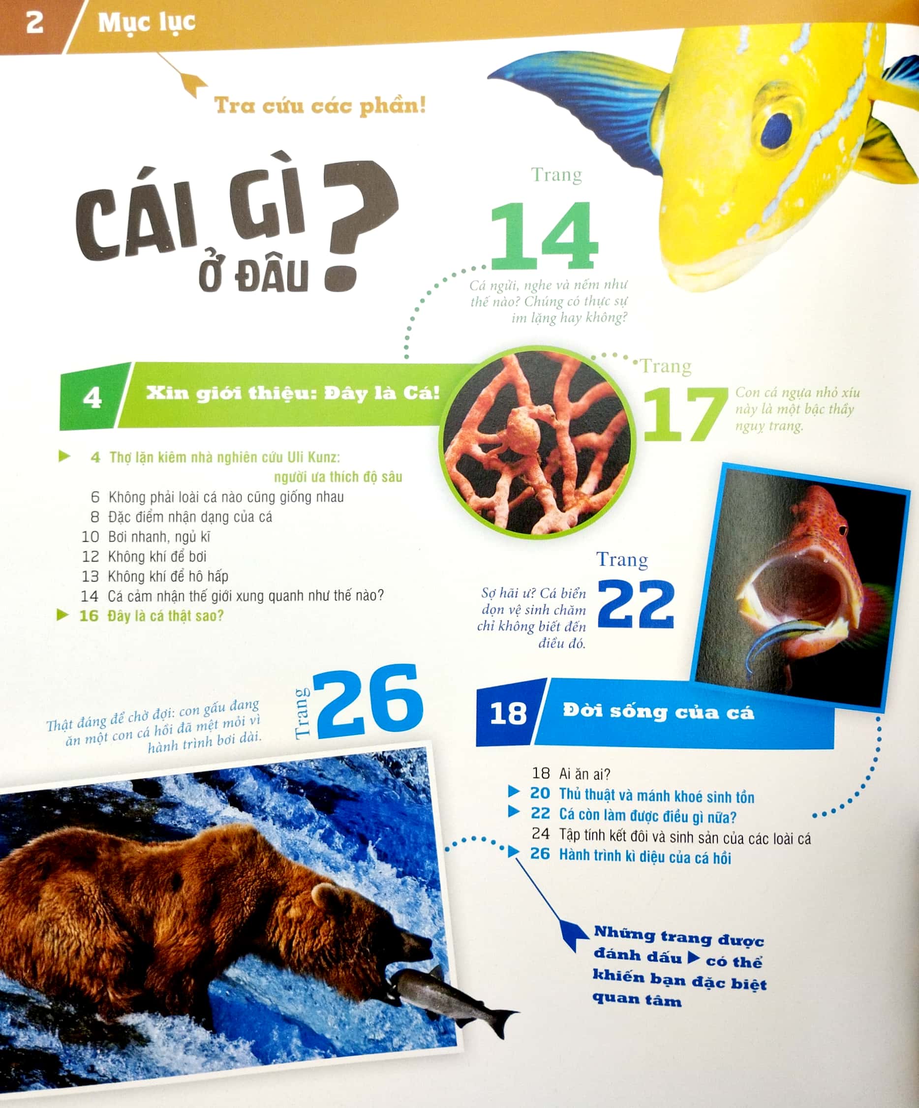 thế nào và tại sao - các loài cá - thế giới diệu kì dưới nước - bìa cứng (tái bản 2023) - Ảnh 3