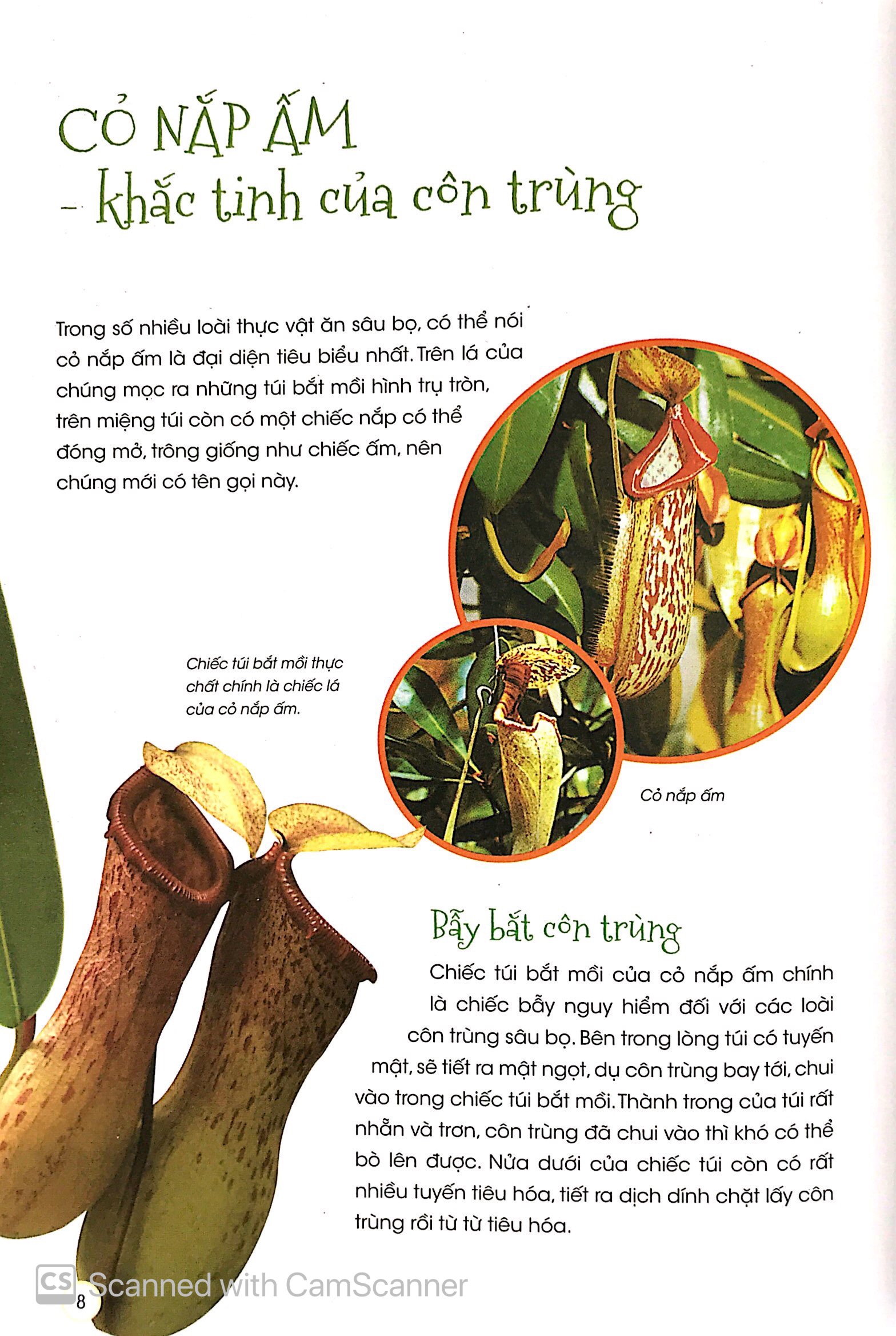thiên nhiên - những bí mật còn ẩn giấu - thực vật thần kỳ - Ảnh 5
