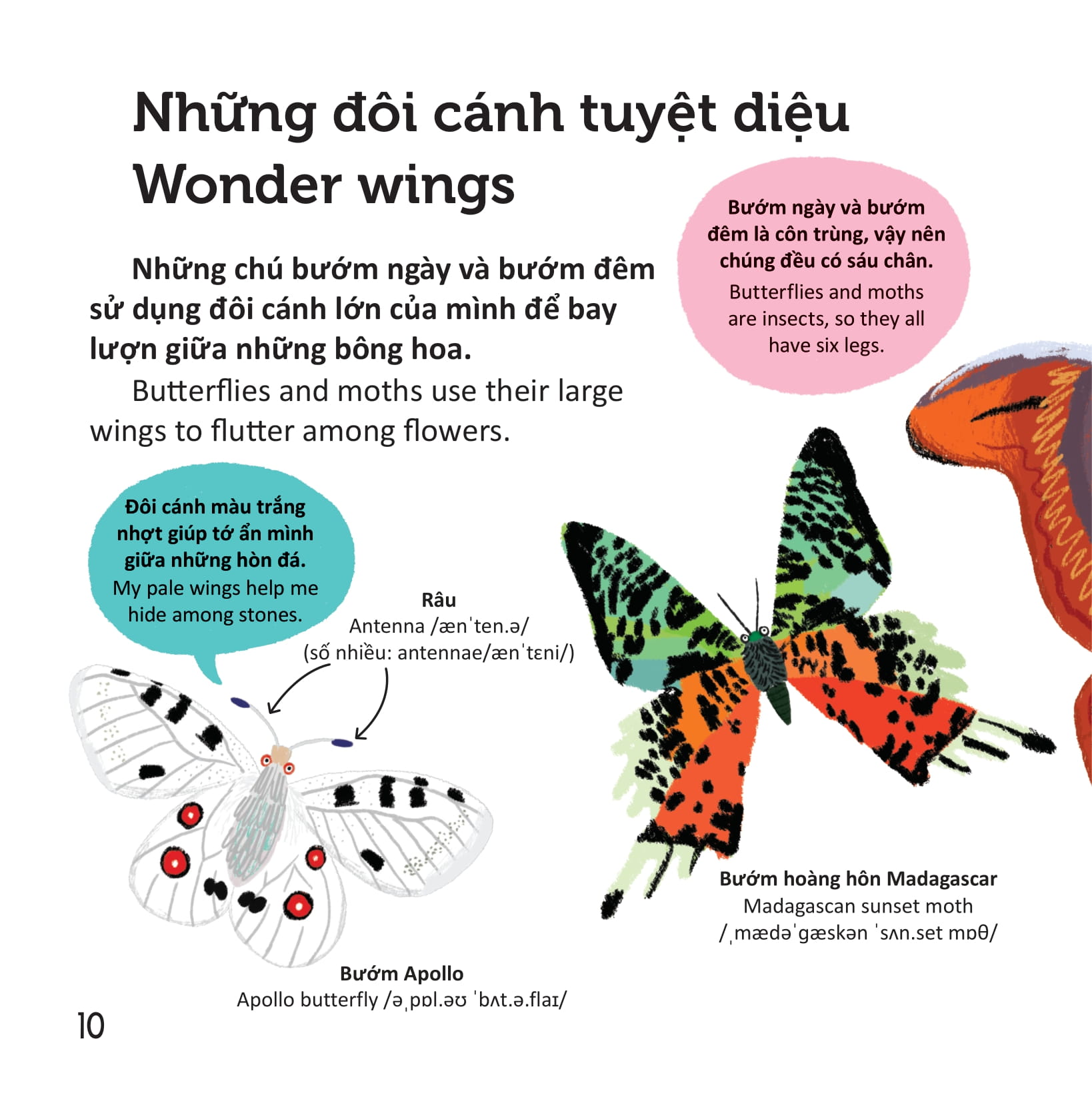 thư viện từ vựng đầu đời cho bé - các loài sâu bọ - bugs! - Ảnh 9