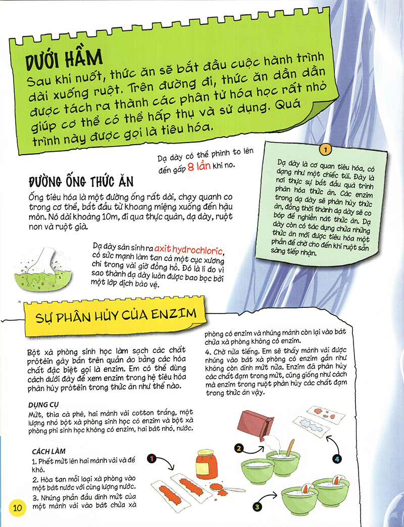 tìm hiểu về: cơ thể người - Ảnh 10