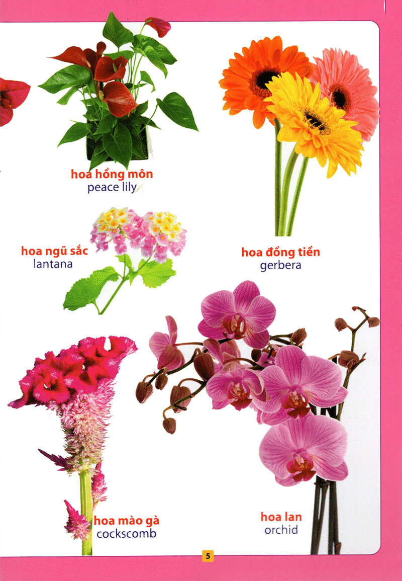 từ điển bằng hình - hoa, quả, rau củ (tái bản 2018) - Ảnh 6