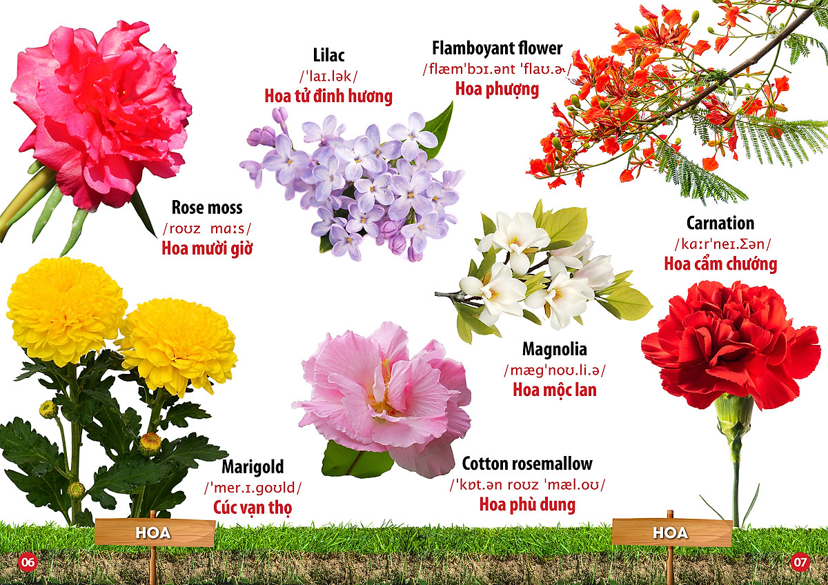 từ điển bằng hình - song ngữ anh-việt - hoa, quả, rau, củ - Ảnh 4