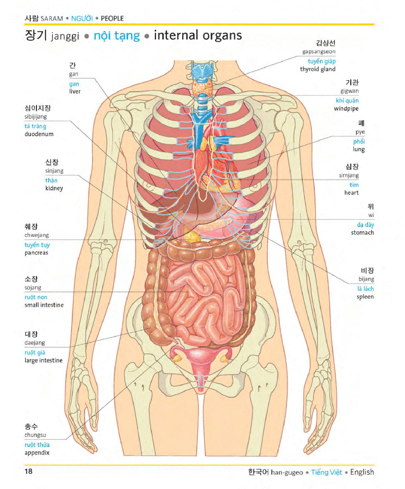 visual korean vietnamese english trilingual dictionary - Ảnh 17