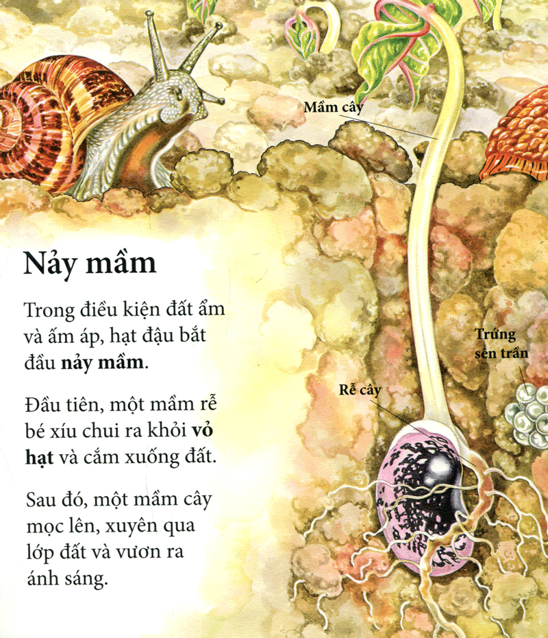 vòng quay sự sống - cây ơi lớn mau - Ảnh 6