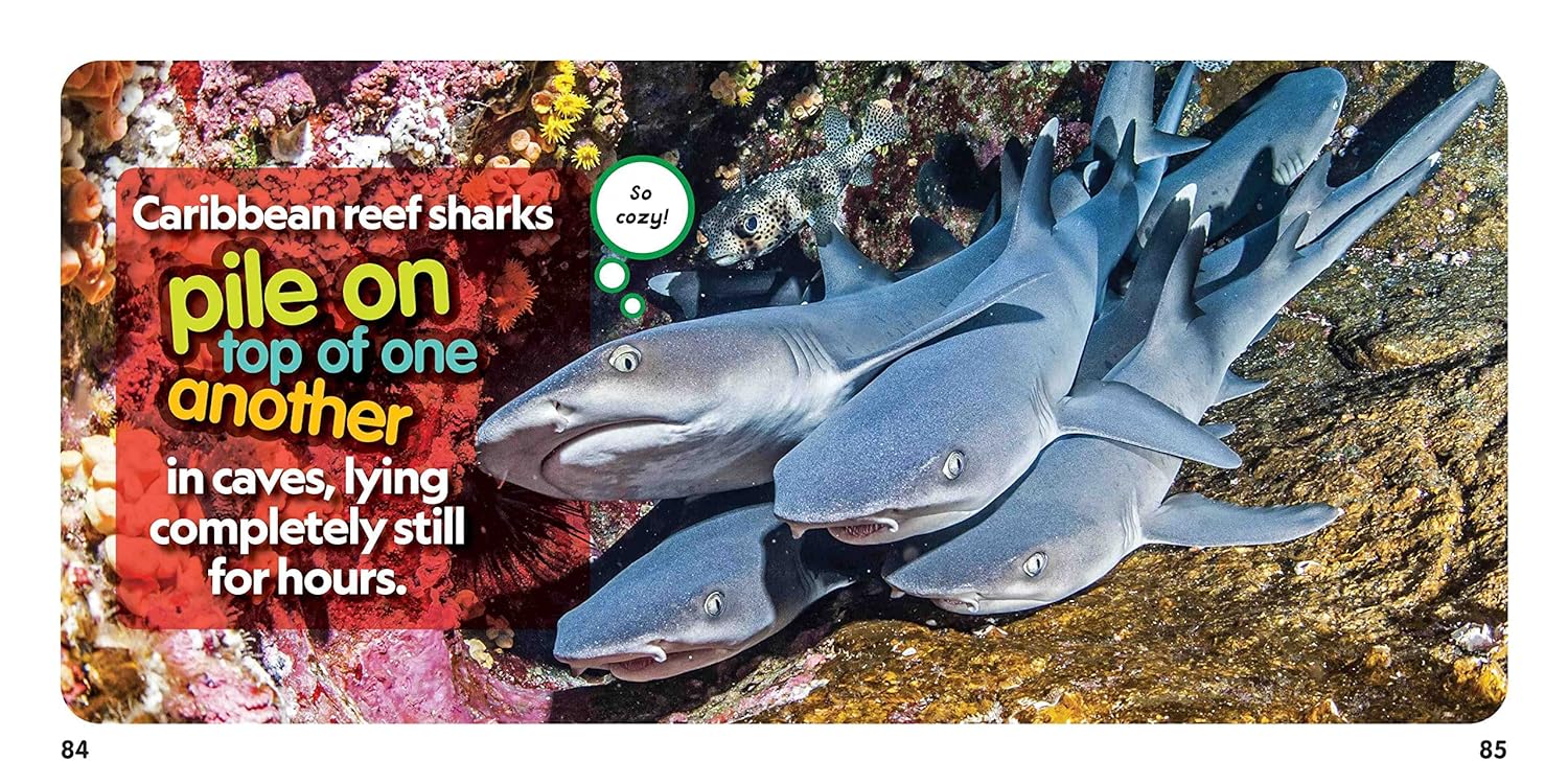 weird but true! sharks - Ảnh 4