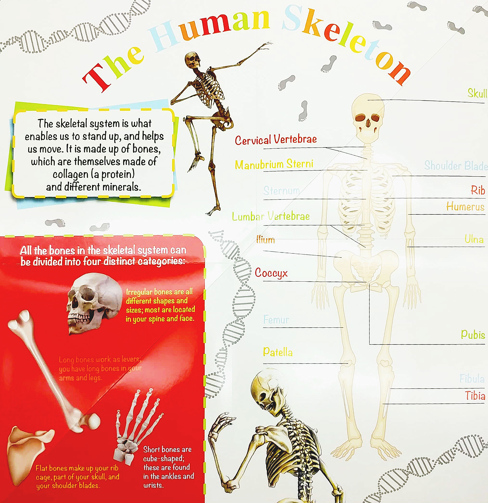 wonder of learning - discover the human body foldout reference book - Ảnh 3