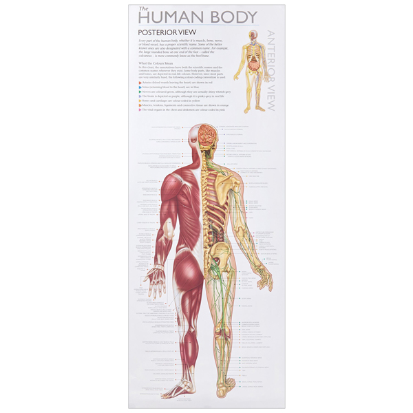 wonders of learning educational wall chart: discover the human body